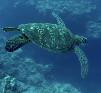 tortues