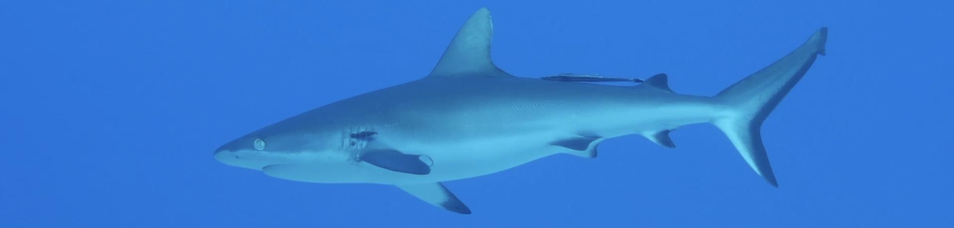 Requin ©Caledonia