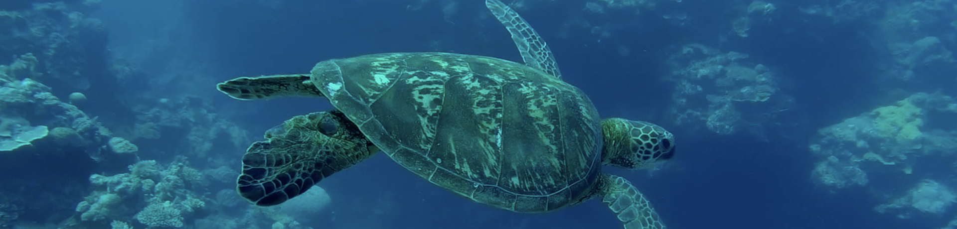 tortues