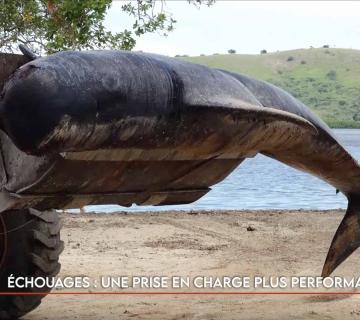 Échouages : une prise en charge plus performante