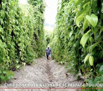 Chez Roger Avril l’igname se partage toujours