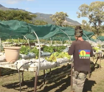 Matayo se professionnalise dans l'agriculture ©CALEDONIA