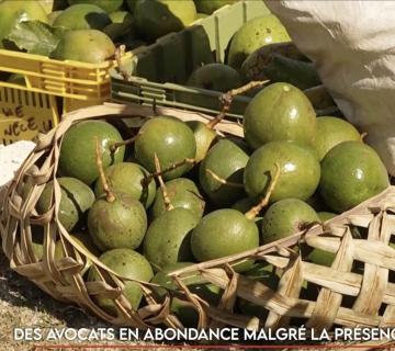 Maré avocat