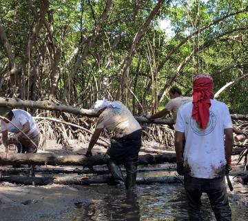 Mangroves