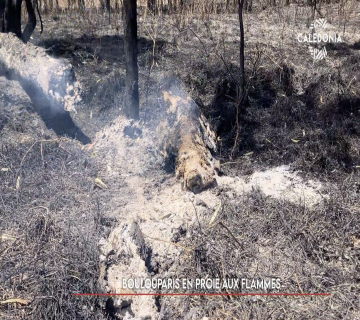 Boulouparis en proie aux flammes