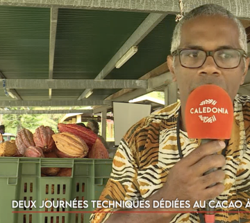 cacaos