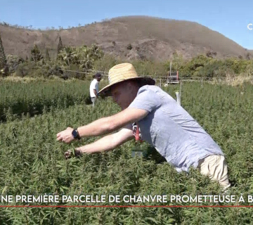 Une première parcelle de chanvre prometteuse à Bourail