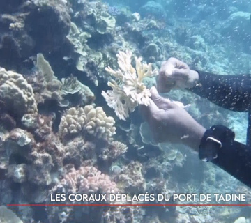 Les coraux déplacés du port de Tadine