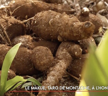 Le makue, taro de montage, à l’honneur