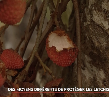 Des moyens différents de protéger les letchis des roussettes