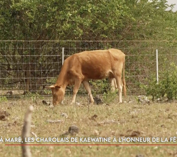 À Maré, les charolais de Kaewatine à l’honneur de la fête du bœuf