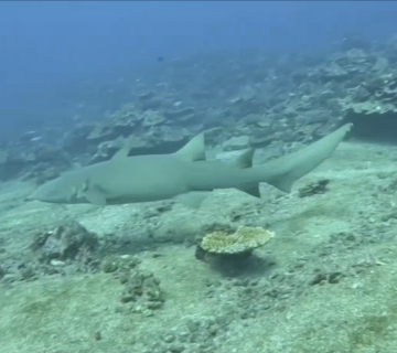 Une étude sur le requin nourrice réalisée en Polynésie