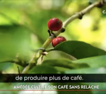 amédée
