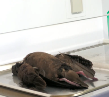 grippe