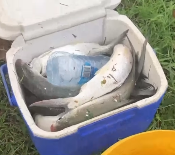Poissons