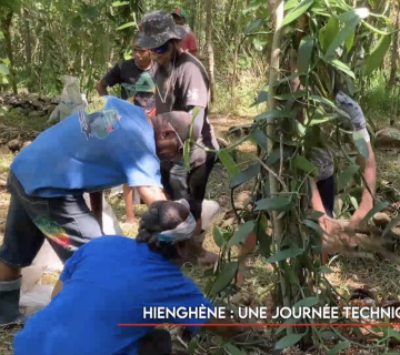 À Hienghène, une journée technique sur la vanille ©Caledonia