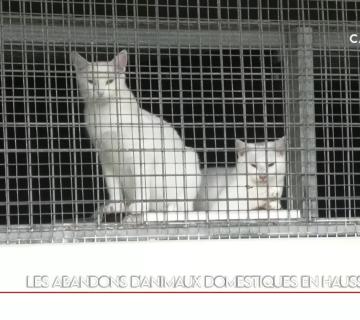 Les abandons d'animaux domestiques en hausse ©Caledonia