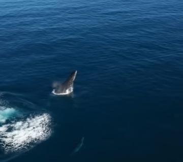 Point de prévention avant l'arrivée des baleines