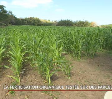 La fertilisation organique testée sur des parcelles de maïs ©Caledonia