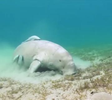 dugong